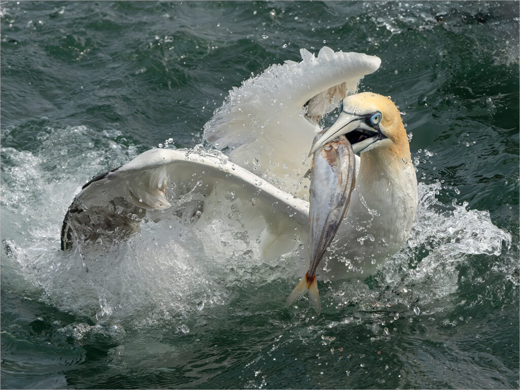by Sue Shaw -
Winner Best DPI & Nature Category